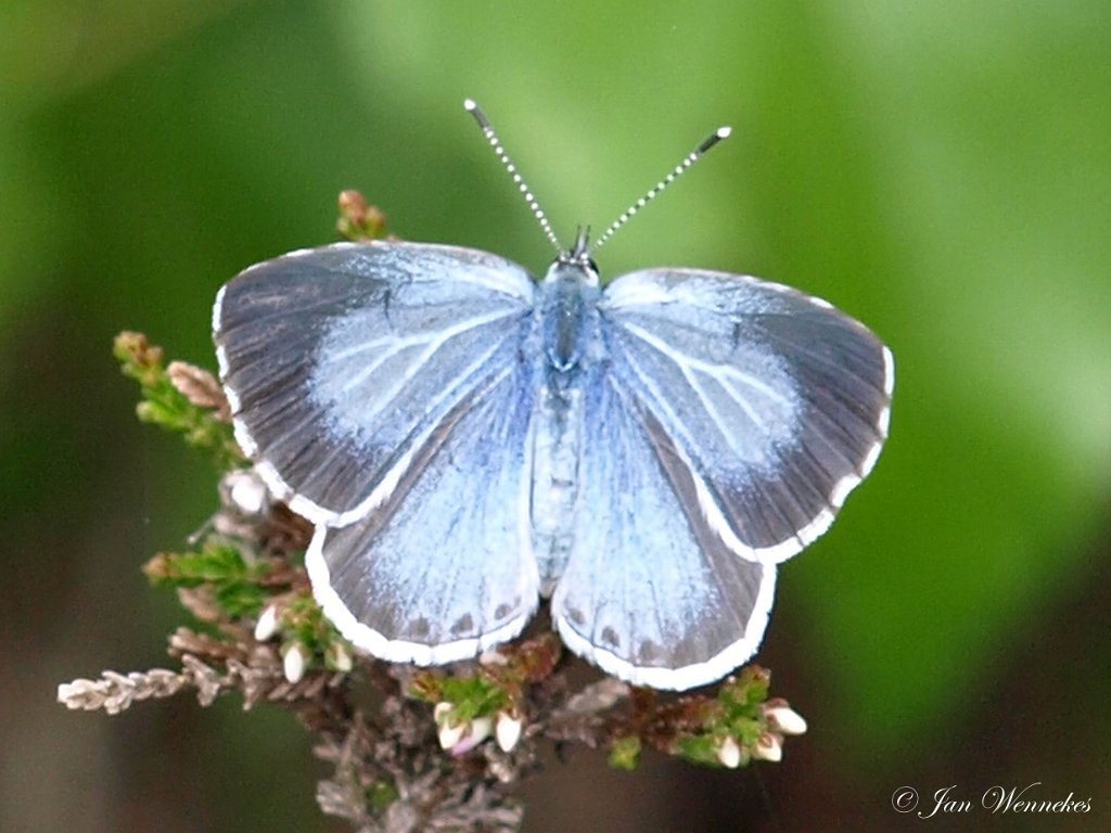 Boomblauwtje,  Celastrina argiolus.JPG